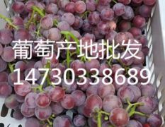 晋州市袁家庄佳力果品站，冰糖巨峰葡萄，大量上市