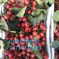 河北晋州大金星山楂9月新鲜上市酸甜可口