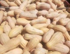 新野县大量上市金韩密本南瓜