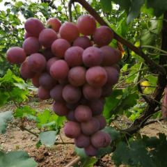 有机绿色红提葡萄