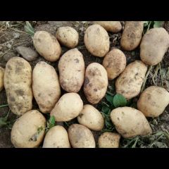 新疆温泉县88团土豆面临上市 中薯系列