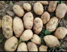 新疆温泉县88团土豆面临上市 中薯系列