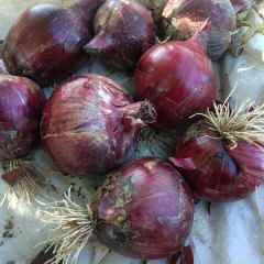 金塔优质洋葱上市中，紫葱