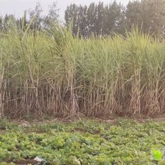 脆酥甜是我们的招牌
