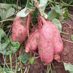 西瓜红红薯，早春红薯，低价急出，0.75