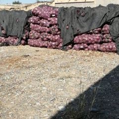 酒泉巧林农产品销售合作诚信经营，未来的朋友