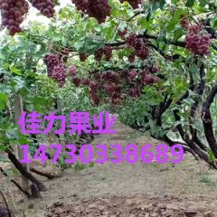 河北晋州红提葡萄新鲜上市