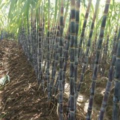 黑皮甘蔗大量上市中