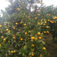 宜都特产温州蜜桔鲜果上市