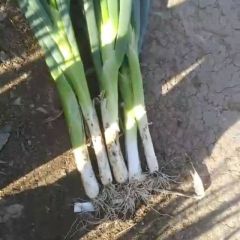 黑龙江宁安出售优质大葱