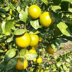 广西 皇帝橘 贡桔