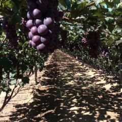 自家有巨峰葡萄欢迎大量收购