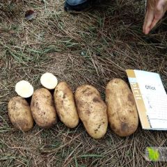 长期供应荷兰十五、斯凡特、兴佳、226等多种品种！