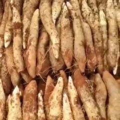 自己家种的山药，需要的老板联系