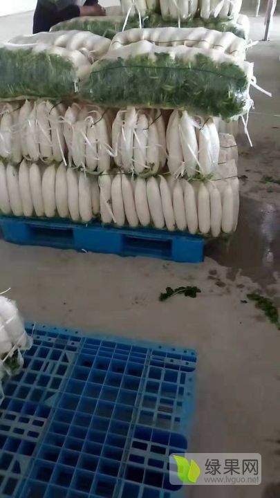 2019年湖北天门白皮白萝卜价格