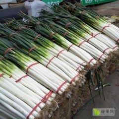 章丘大葱2021哪里可以买到正宗章丘大葱？