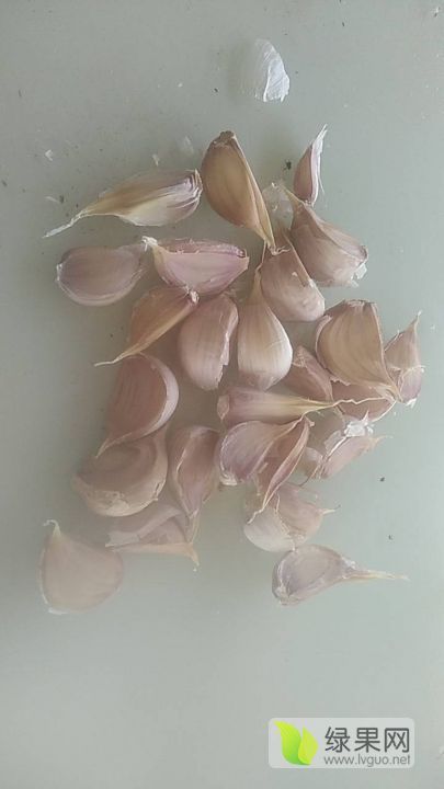 2019年江苏丰县红根蒜苗种子价格