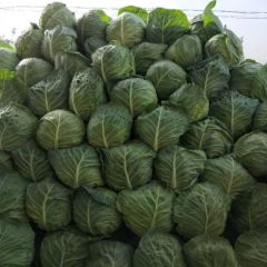 陕西三原各种秋季蔬菜大量上市了，需要联系