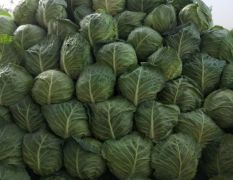 陕西三原各种秋季蔬菜大量上市了，需要联系