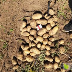 坝上马铃薯大量上市！！！！！！！