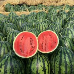 欢迎各大水果商前来洽谈。