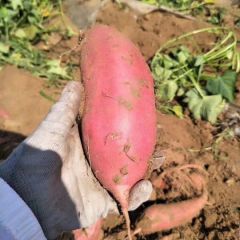 2019烟蜜薯大量上市