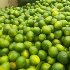 四川省资阳市雁江区佛山橘海柑橘上市啦