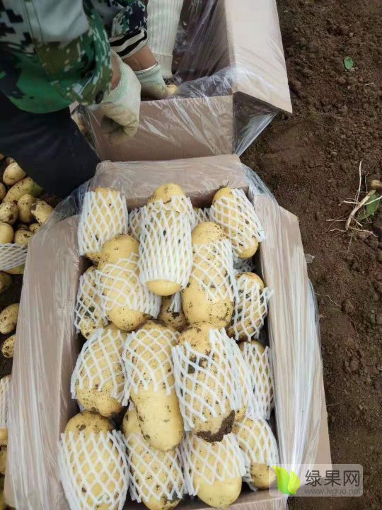 2019年山东滕州荷兰十五价格