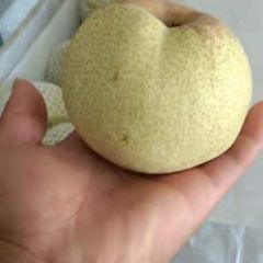 砀山酥梨，皮薄，脆甜，产地大量供应，代发全国