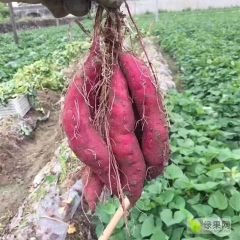 河北蠡县农户 批发直销 商薯19 白心红皮板栗酥 地瓜 现挖现卖