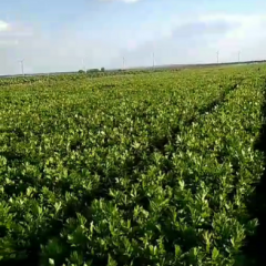 大户种植，大量供货芹菜