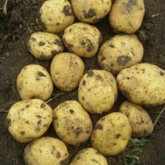 销售代收各品种马铃薯种子及商品薯