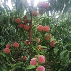 安丘市大量供应全红密，秋彤