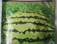 内蒙古鄂尔多斯市鄂前旗80亩大果型西瓜出售