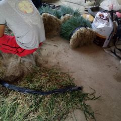 灵川县有几百亩香葱基地欢迎老板来考察