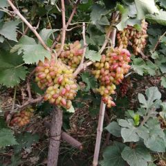 漂亮的红乳葡萄成熟了