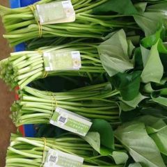 基地日产一万斤红薯叶，味道甜、脆，不放任何农药