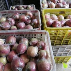 中秋王 红星 大量有货