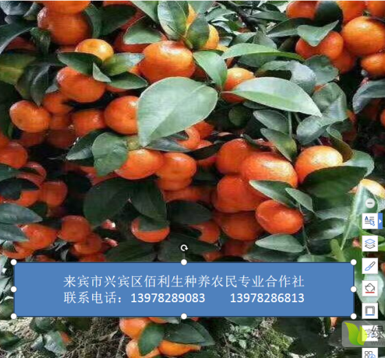 2019年广西融安金秋沙糖桔价格