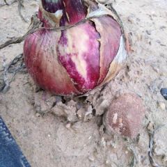 定边洋葱，货发全国，价格合理