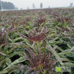 100亩露天永安紫色莴笋预售，农户直销量大价优