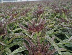 100亩露天永安紫色莴笋预售，农户直销量大价优