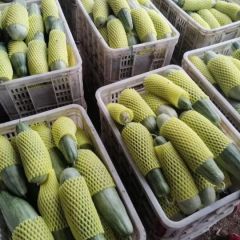 博洋六一`八`九、羊角蜜绿宝