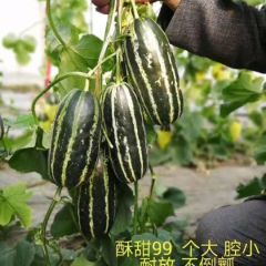 山东省维坊市昌乐县博洋六一，博洋七一、博洋八 博洋九