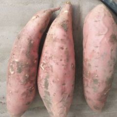 大量供应精品烟薯二五