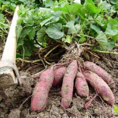 河南优质红薯大量上市欢迎选购