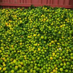 四川柑橘大量上市啦