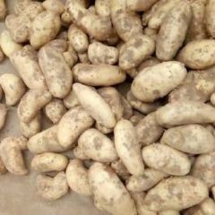 大量供应土豆，个头均匀，上货量大