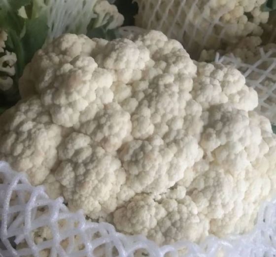 2019年山东东昌府白面青梗松花菜价格
