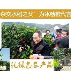 麻阳冰糖橙2020年预售开启电商微商高品质代发